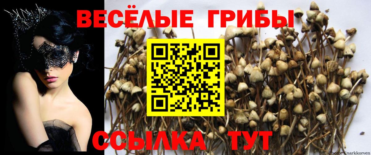 Нарткала  Псилоцибиновые грибы мицелий  Вход с VPN 